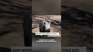 This BABY WHITE RHINO made his ZOO DEBUT!!!