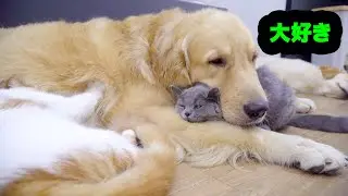 何をされても怒らない犬・仲良しすぎるゴールデンレトリバーと猫たち
