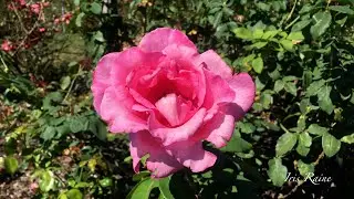 Smell The Beautiful Roses at Brooklyn Botanical Garden