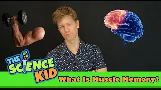 What's the Difference Between Muscle Memory and 