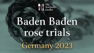 The Baden Baden rose trials