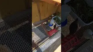Quail were finally evicted. #NewCoop #quail #farm