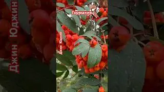 Что можно сделать из рябины?