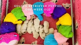 Golden Retriever Puppies One Week Old.