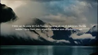 Limited Edition Norwegian Wool Sneakers - Help Save the Endangered Gr&aring; Tr&oslash;nder Sheep!