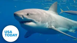 Shark friendships: Study observes great whites as hunting buddies | USA TODAY
