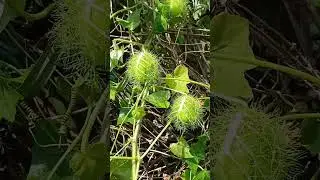 Passiflora foetida linn fruit