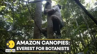 WION Climate Tracker: The risky business of tree climbers for wildlife research | World News