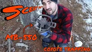 SCENT POST set for coyotes