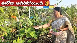 చిన్న సూపర్ హార్వెస్ట్ 🤩 ఈరోజు వింగ్డ్ బీన్స్ కూడా వచ్చాయి | superharvest || organicvegetables