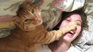 No One Is Ready for These Cats 🤣 | Viral Funny Cats