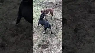 Pitbull fails attack