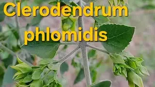 Clerodendrum phlomidis | Agnimantha | Arni I Medicinal Plant 