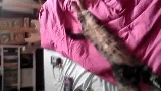 No&euml; le chat feignant