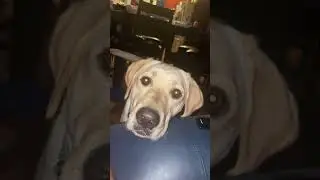 Dogs begging for attention