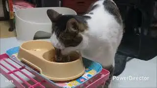 ニャアの夕食タイムトライアル(20260117)