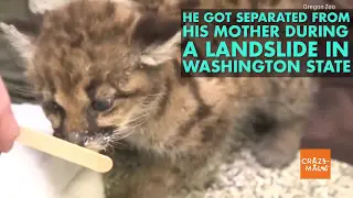 This adorable rescued cougar cub at the Oregon Zoo is getting a new lease on life