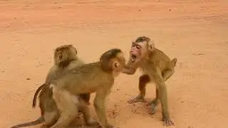 Abandoned Tom looks so happy happy to meet each other , Happy monkey playing , Wild Cambo