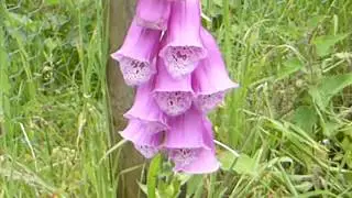 Foxglove - Digitalis purpurea  -  Fingurbjargarbl&oacute;m - B&yacute;fluga - Sumarbl&oacute;m