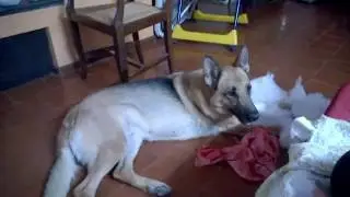 German shepherd destroying a pillow