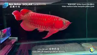 Solar Color Booster feedback by @Max Quek | Neo Helios Aquarium LED Light