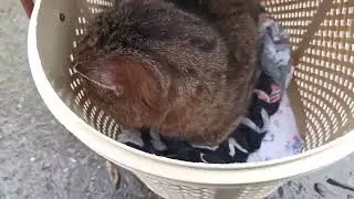 Поход В Клинику С Бездомным Тишкой / Trip to the Vet with Stray Tishka 🔥
