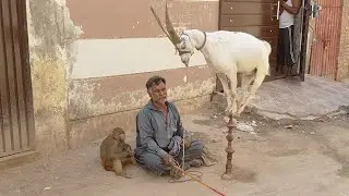Amazing goat performing stunt I Goat Circus