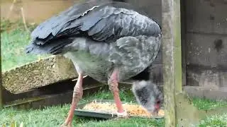 Southern Screamer and Ringed Teal