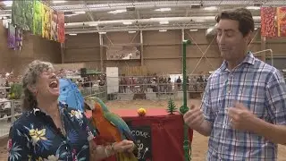 Hump it down to the San Diego County Fair to see birds and camels