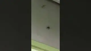 insect gone wrong #spider #insects #bug #insectbehavior #funny #insectfight #animals #foryou