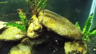 Figure 8 Puffer Hunting Live Shrimp in My Brackish Tank