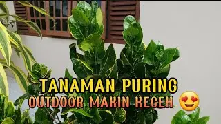 10 Jenis Tanaman hias PURING super gagah #tanamanhias #terasrumah #tanamanoutdoor