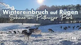 Wintereinbruch auf Rügen - Schnee im Park von Putbus (4K Walk)