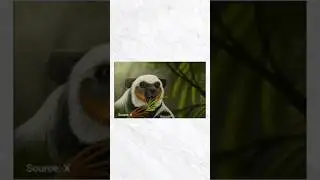 &ldquo;The Giant Lemur Archaeoindris 🐒 #short #extinctanimals #Archaeoindrisfontoynontii&rdquo;