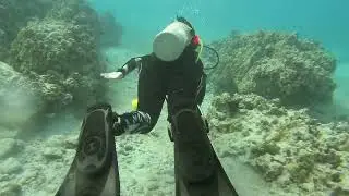 Diving Keauhou Bay Jan. 08 2023 (Lots of Mantas!)