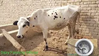 Feedback Dangerous Mastitis In Cattle| Milk Mastitis Treatment گائے بھینسوں میں ساڑو کا فوری علاج