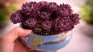 Succulent Care for Beginners | How to Grow Healthy Succulents