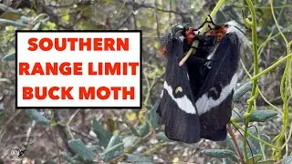 SOUTHERN LIMIT TO RANGE OF EASTERN BUCK MOTH   HEMILUCA MAIA