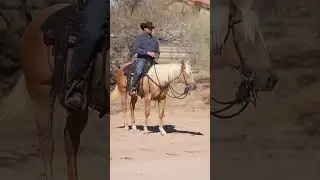 Ваша задача — подготовить лошадь к безопасному передвижению по дорогам общего пользования. #приме...