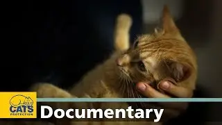 Cats through the ages: 350 BC to today - episode 4
