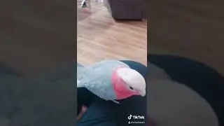 Funny Galah Lucky! Attention