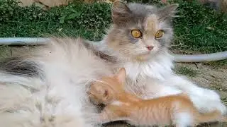 Nursing Mom Cat Is Feeding Milk Grooming And Licking To Orphan Kitten Very Passionately