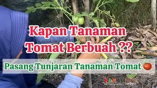 Installing Tomato Plant Stake 🌱🍅