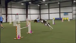 Nitro, UKI Agility; Champion Speedstakes Q