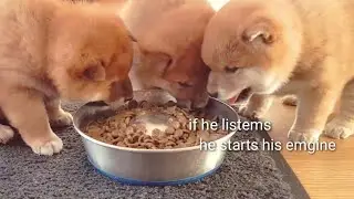 Potats crackin jokes about Daddo / Shiba Inu puppies (with captions)