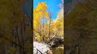 Осенний цвет Сьерры, Дуг Берри #природа #Калифорния #горы #походы #на свежем воздухе #мирный #лес