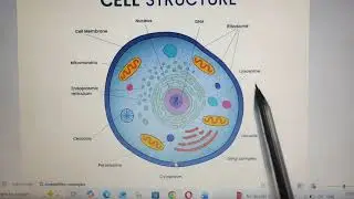 Bsc 1st year notes | General structure of cell | Msc notes | Biotech notes| Cell biology | Cell 