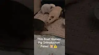 Guinea Pigs Meeting! 🐹 Sizing each other up but it failed 🤦&zwj;♀️ #shorts #pets