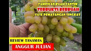 CEPAT BERBUAH !!! FAKTA ANGGUR JULIAN I PUNYA FASE PEMATANGAN BUAH SINGKAT I RAWA TANI