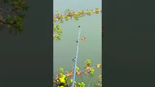 live Hook Fishing shorts.
